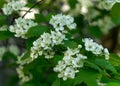 Beautiful white hawthorn flowers bloom on a hawthorn tree in spring Royalty Free Stock Photo