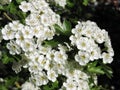 White hawthorn flowers on tree branch, Lithuania