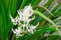 Beautiful white helmholtzia glaberrima flower at a botanical garden. Royalty Free Stock Photo