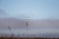 A beautiful white heron flying near the shore of a lake Royalty Free Stock Photo