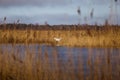 A beautiful white heron flying near the shore of a lake Royalty Free Stock Photo