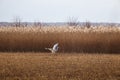 A beautiful white heron flying near the shore of a lake Royalty Free Stock Photo