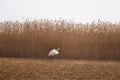 A beautiful white heron flying near the shore of a lake Royalty Free Stock Photo