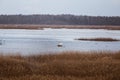 A beautiful white heron flying near the shore of a lake Royalty Free Stock Photo