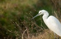 beautiful white heron under two years looking for insects to eat
