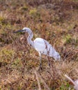 beautiful white heron under two years looking for insects to eat