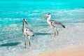 Beautiful white herons against the backdrop of a fantastic beach in the Maldives