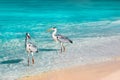Beautiful white herons against the backdrop of a fantastic beach in the Maldives.