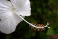 Beautiful white hibiscus