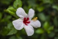 Beautiful white hibiscus flower in bloom with red heart and long pistil with yellow pollen in a green garden Royalty Free Stock Photo