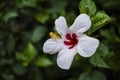 Beautiful white hibiscus flower in bloom with red heart and long pistil with yellow pollen in a green garden Royalty Free Stock Photo