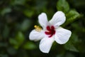 Beautiful white hibiscus flower in bloom with red heart and long pistil with yellow pollen in a green garden Royalty Free Stock Photo