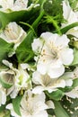 Beautiful white hibiscus flower, festive bouquet