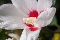 Beautiful white Hibiscus flower with tender petals and yellow pistil, soft focused macro shot Royalty Free Stock Photo