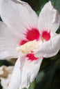Beautiful white Hibiscus flower with tender petals and yellow pistil, soft focused macro shot Royalty Free Stock Photo