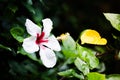 Beautiful white Hibiscus flower with red color in the middle and yellow pollen in a spring season at a botanical garden. Royalty Free Stock Photo