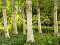 White Himalayan birch tree trunks in sunlight Royalty Free Stock Photo