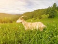 A beautiful white horned goat illuminated by the sun grazes on green grass against the background of the Altai mountains. Mobile Royalty Free Stock Photo