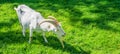 Beautiful white horned goat standing in the grass Royalty Free Stock Photo