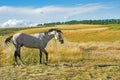 Beautiful white horse against blue sky with white clouds