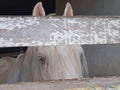 A beautiful white, albino horse, with blue eyes the color of the sky, behind a wooden fence, with a mysterious look and attentive Royalty Free Stock Photo