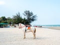 Beautiful white horse on the beach in Hua-Hin, Thailand