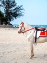Beautiful white horse on the beach in Hua-Hin, Thailand