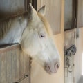 Beautiful white horse with blue eyesand blonde mane Royalty Free Stock Photo