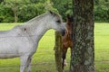 beautiful white horse on a brazilian farm, Rio grnde do sul