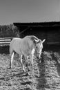 Beautiful white horse with bridle in a farm Royalty Free Stock Photo