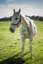 Beautiful White Horse with Bridle Standing on Grassy Ground Royalty Free Stock Photo