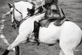 Beautiful white horse in bullring, bullfight