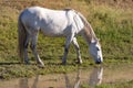 Beautiful white horse in the countyside Royalty Free Stock Photo