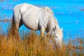 Beautiful white horse drinking water Royalty Free Stock Photo