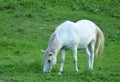 Beautiful white horse eating grass in the meadow Royalty Free Stock Photo
