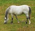 A beautiful white horse eating grass while roaming on a lush field in the countryside. Animal standing on green farm Royalty Free Stock Photo