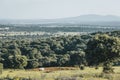 A beautiful white horse is eating in a green field Royalty Free Stock Photo