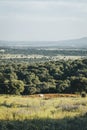 A beautiful white horse is eating in a green field Royalty Free Stock Photo