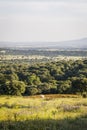 A beautiful white horse is eating in a green field Royalty Free Stock Photo