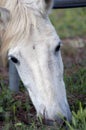 Beautiful White Horse Face 2 Royalty Free Stock Photo