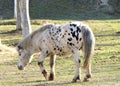 Beautiful white horse in the farm enjoy in nature Royalty Free Stock Photo