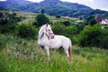 Beautiful white horse in a farm Royalty Free Stock Photo