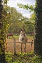 Beautiful White Horse on the Farm ranch Royalty Free Stock Photo