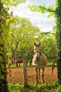 Beautiful White Horse on the Farm ranch Royalty Free Stock Photo