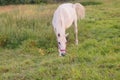 Beautiful white horse feeding