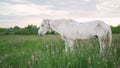 A beautiful white horse feeding in a green pasture. The white horse eats grass in the meadow. Royalty Free Stock Photo