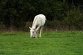 A beautiful white horse feeding in a green pasture Royalty Free Stock Photo