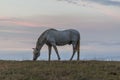 A beautiful white horse feeding in a green pasture in Spain in front of the ocean Royalty Free Stock Photo