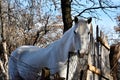 Beautiful White Horse