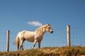 Beautiful white horse in a field against blue cloudy sky background. Warm sunny day. Pet animal in nature environment Royalty Free Stock Photo